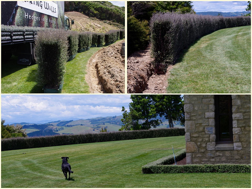 Installation of a curved Living Walls™ hedge across a rural lawn, followed by the completed green boundary.
