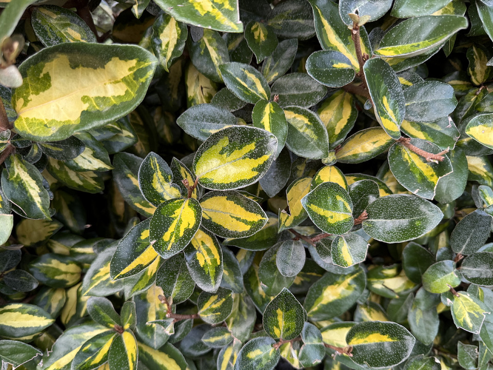 Elaeagnus x ebbingei ‘Limelight’