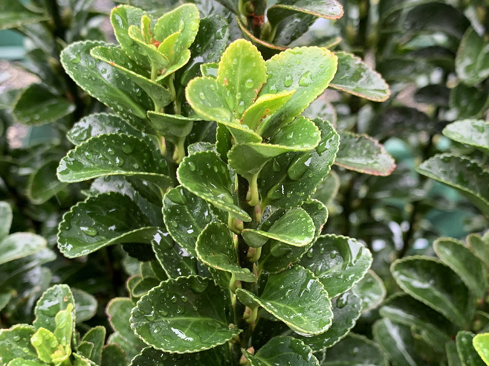 Euonymus ‘Green Spire’