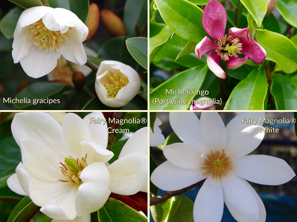 Flowers — Michelia and Magnolia instant hedges from Twining Valley Nurseries