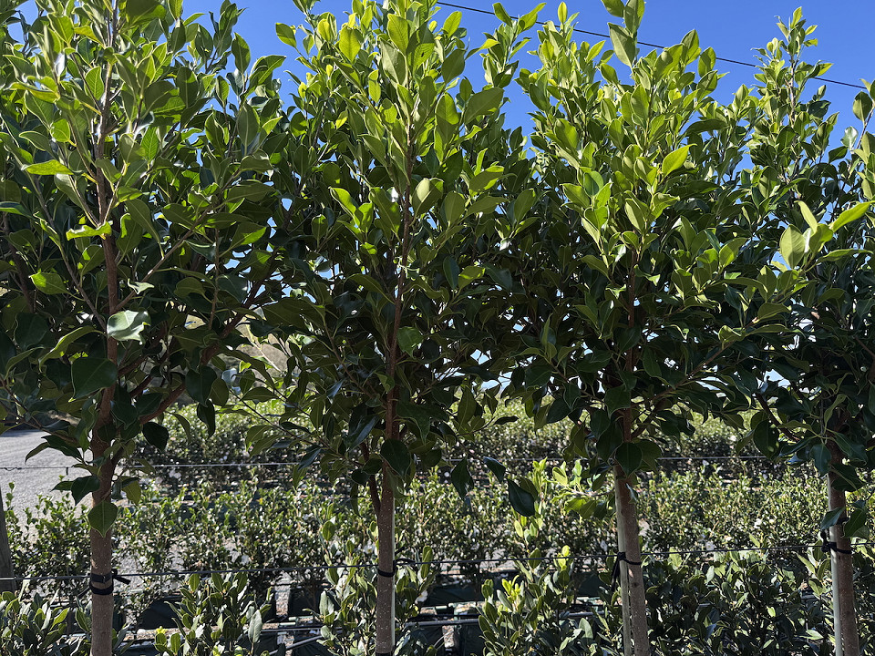 Ficus tuffi standard