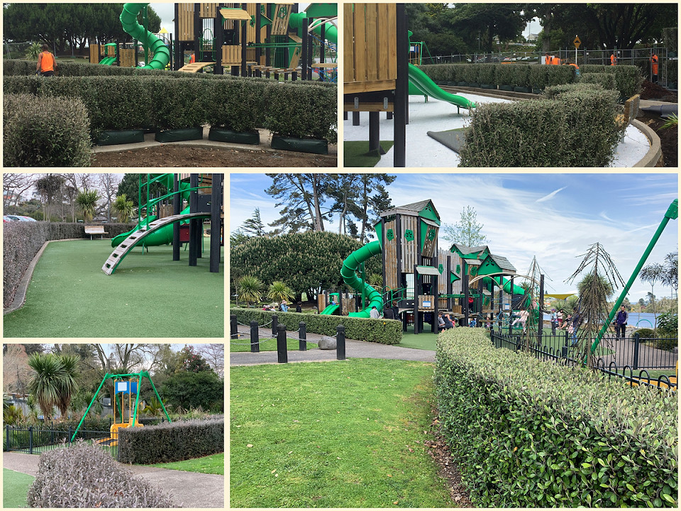 Corokia × virgata ‘Frosted Chocolate’ hedges during installation at a Hamilton playground, with summer and five-year winter views showing their seasonal foliage colour.