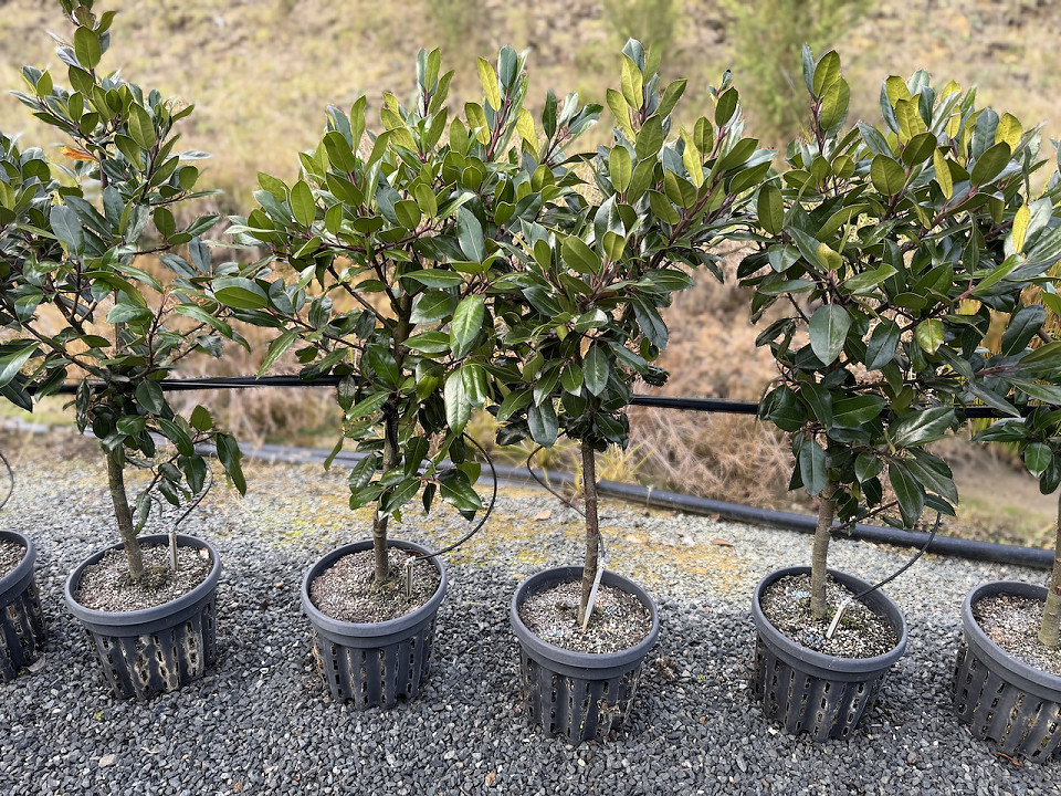 Ilex 'Black Shadow' standard short