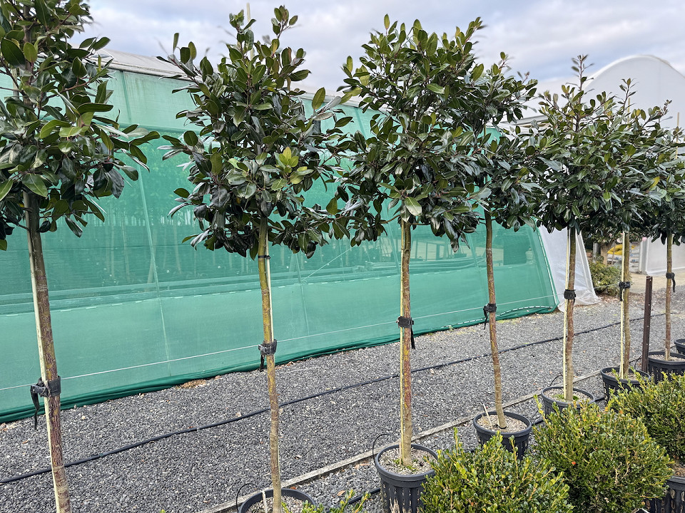 Ilex 'Black Shadow' - standard tall