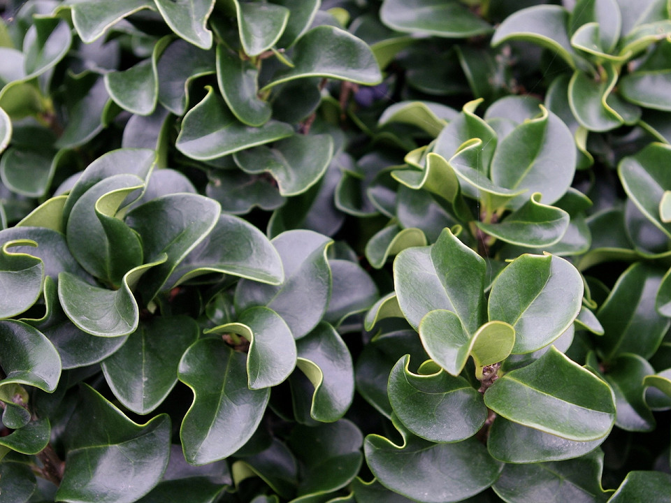 Ligustrum rotundifolium instant hedges showing their amazing twisted foliage