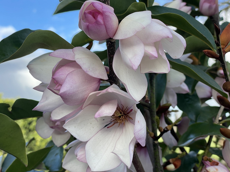 Michelia “Paton Pink” instant hedges in bloom