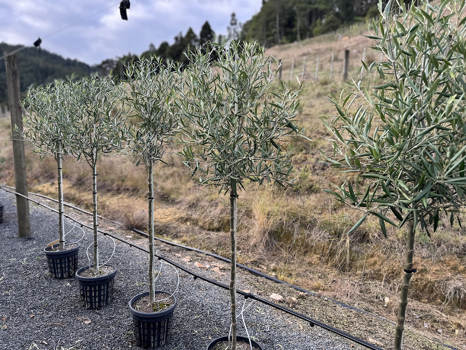 Olea Europaea ‘El Greco’ Olive tree standards NZ