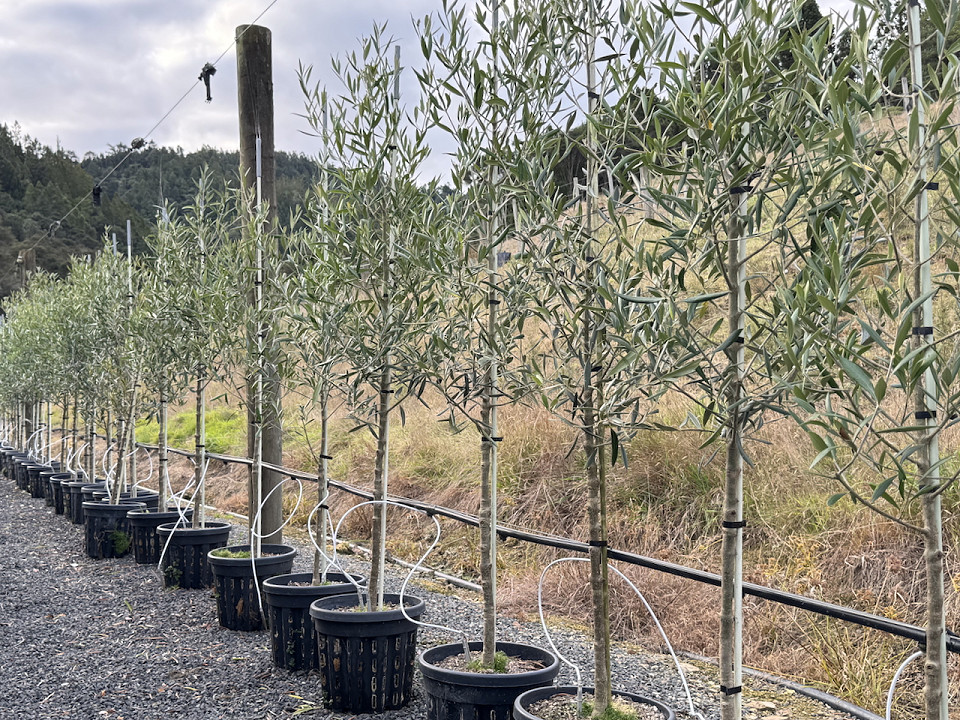 Olea Europaea ‘El Greco’  - Olive tree